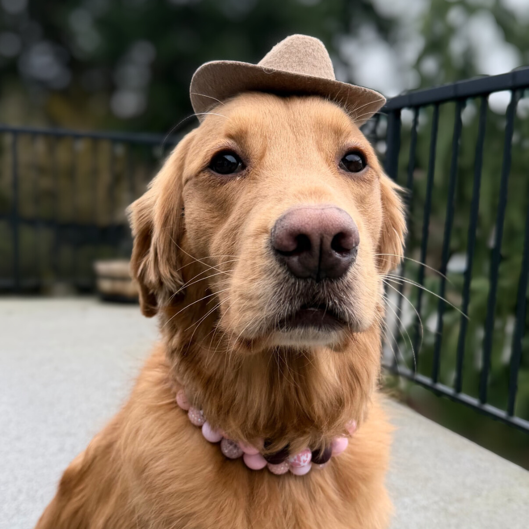 golden retrievers wearing Pink Sugar beaded dog collars by POPNCO handcrafted in BC Canada
