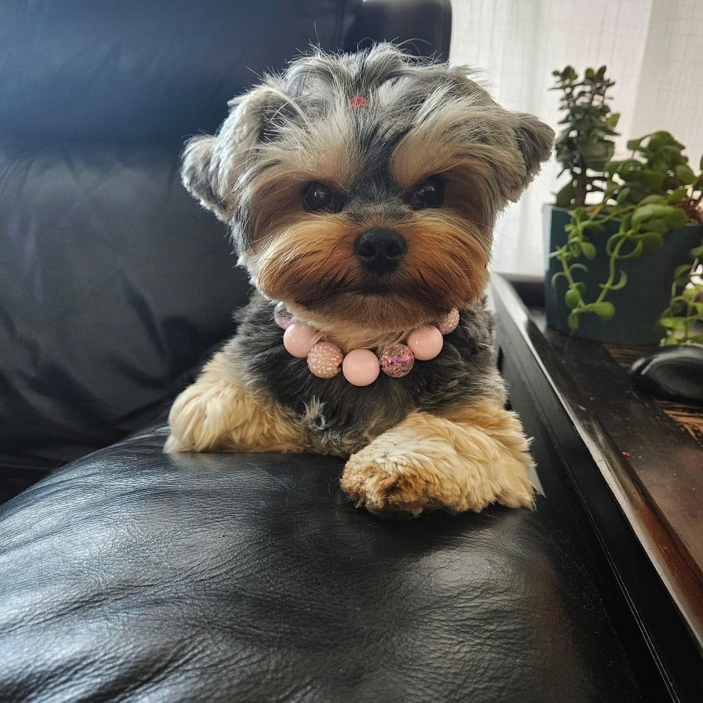 Yorkie wearing the Pink Sugar pink crackle bayberry beaded slip on collar indoors by POPNCO handcrafted in BC