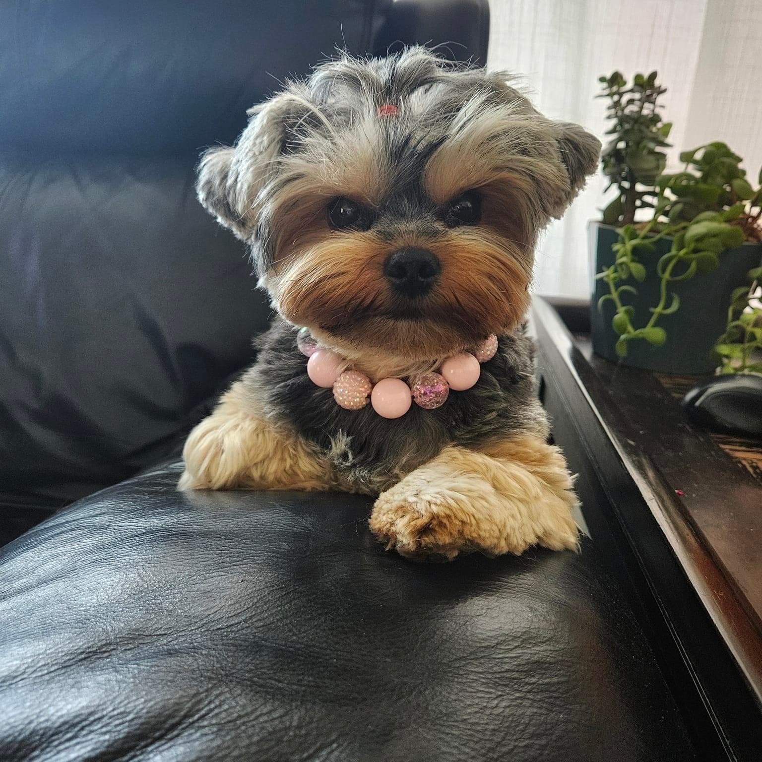 Yorkie wearing the Pink Sugar pink crackle bayberry beaded slip on collar indoors by POPNCO handcrafted in BC