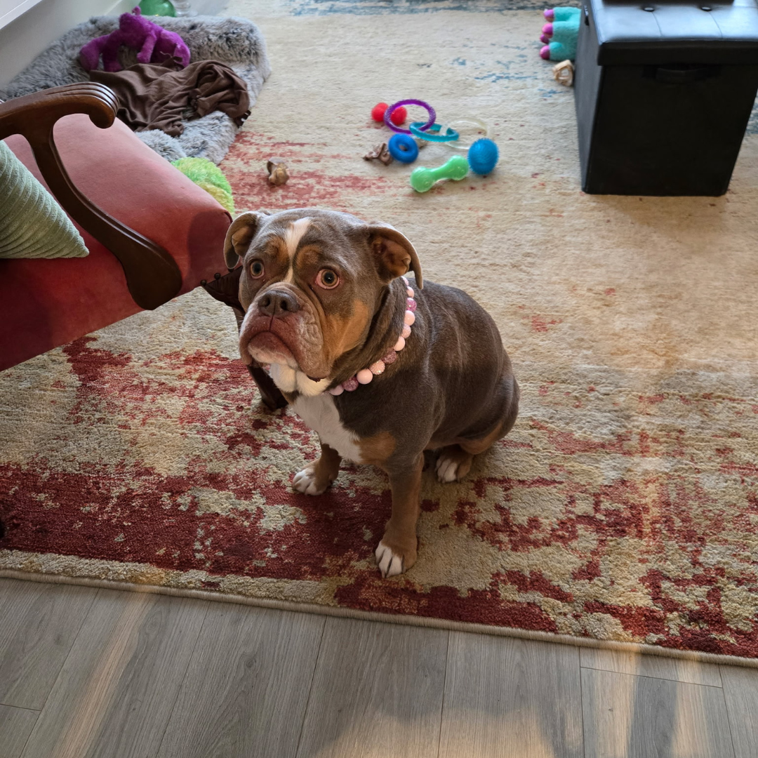 Dog sitting on a patterned rug with toys scattered around wearing the Pink Sugar pink crackle bayberry beaded slip on collar indoors by POPNCO handcrafted in BC