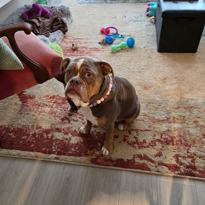 Dog sitting on a patterned rug with toys scattered around wearing the Pink Sugar pink crackle bayberry beaded slip on collar indoors by POPNCO handcrafted in BC