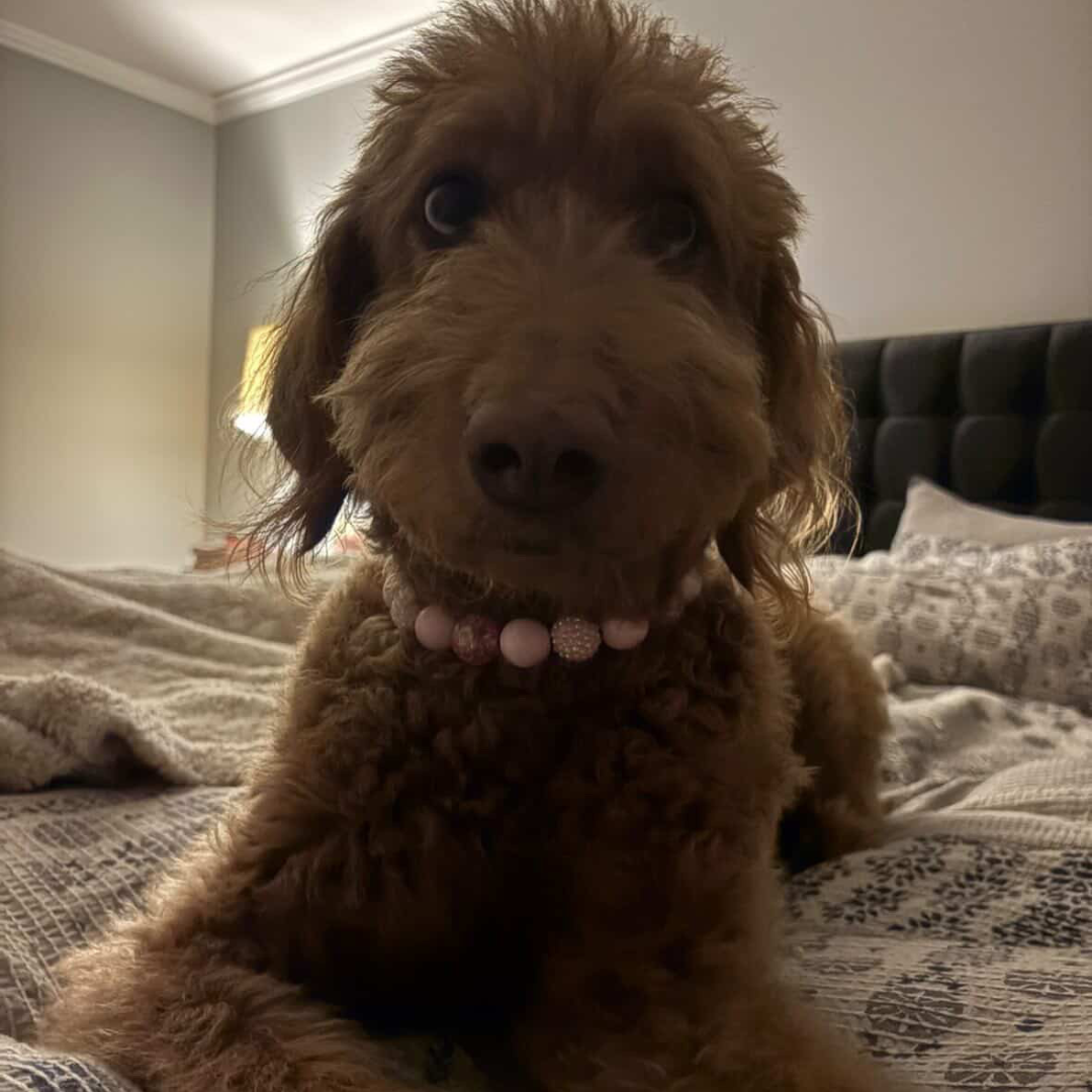 Doodle wearing Pink Sugar beaded dog collars by POPNCO handcrafted in BC Canada