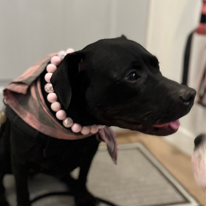 Black dog wearing a pink beaded dog collar called Pink Sugar with a Pink Bandana from POPNCO Beaded Dog Collars. 