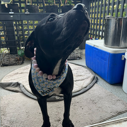 Black dog Kobewearing the Pink Sugar pale pink beaded collar by POPNCO
