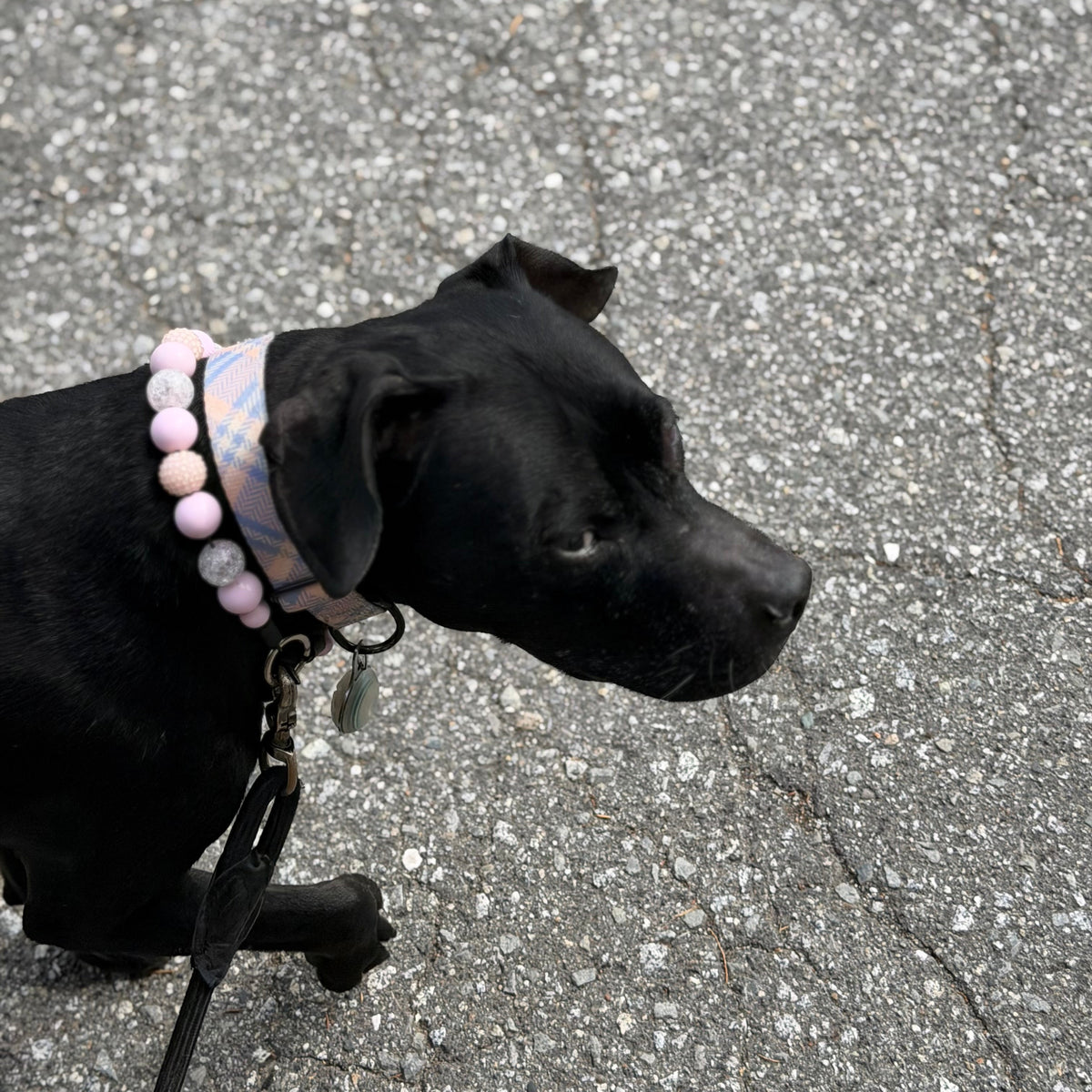 POPNCO Pink Sugar Beaded pet Collar. pale pink crackle and bayberry acrylic and resin beads from the Valentines Collection on aircraft grade stainless steel wire. Black dog named Kobe on a leash with a beaded collar from POPNCO called Pink Sugar