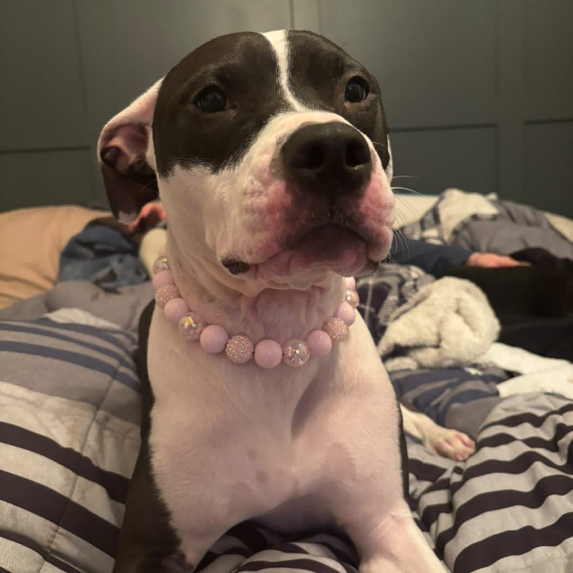 Pink Sugar pale pink crackle and bayberry beaded dog collar from the Valentines Collection handcrafted in BC by POPNCO being worn by a beautiful pitbull 
