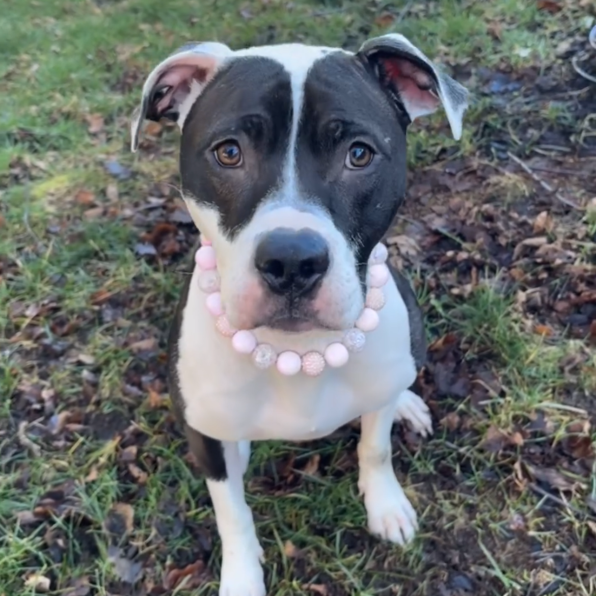 POPNCO beaded dog collar on Stella the Pitbull, she is sitting outside and looking into the camera. Handmade in BC Canada.
