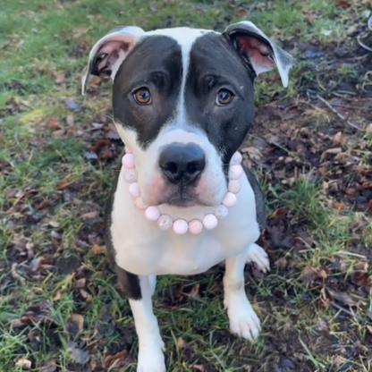 POPNCO beaded dog collar on Stella the Pitbull, she is sitting outside and looking into the camera. Handmade in BC Canada.