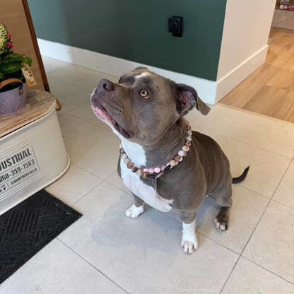 Pitbull wearing the Pink Sugar pink crackle bayberry beaded slip on collar stacked with the Ned collar indoors by POPNCO handcrafted in BC