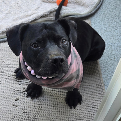 Black Pitbull dog Kobe wearing Pink Sugar stacked beaded dog collars by POPNCO handcrafted in BC Canada