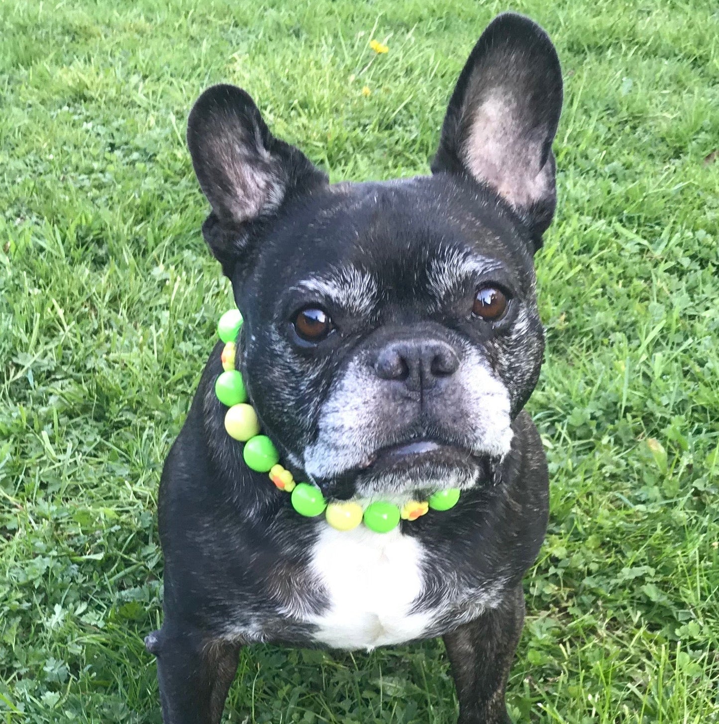 Black and white dog wearing the Vern bright green and yellow flower beaded collar by POPNCO on grass