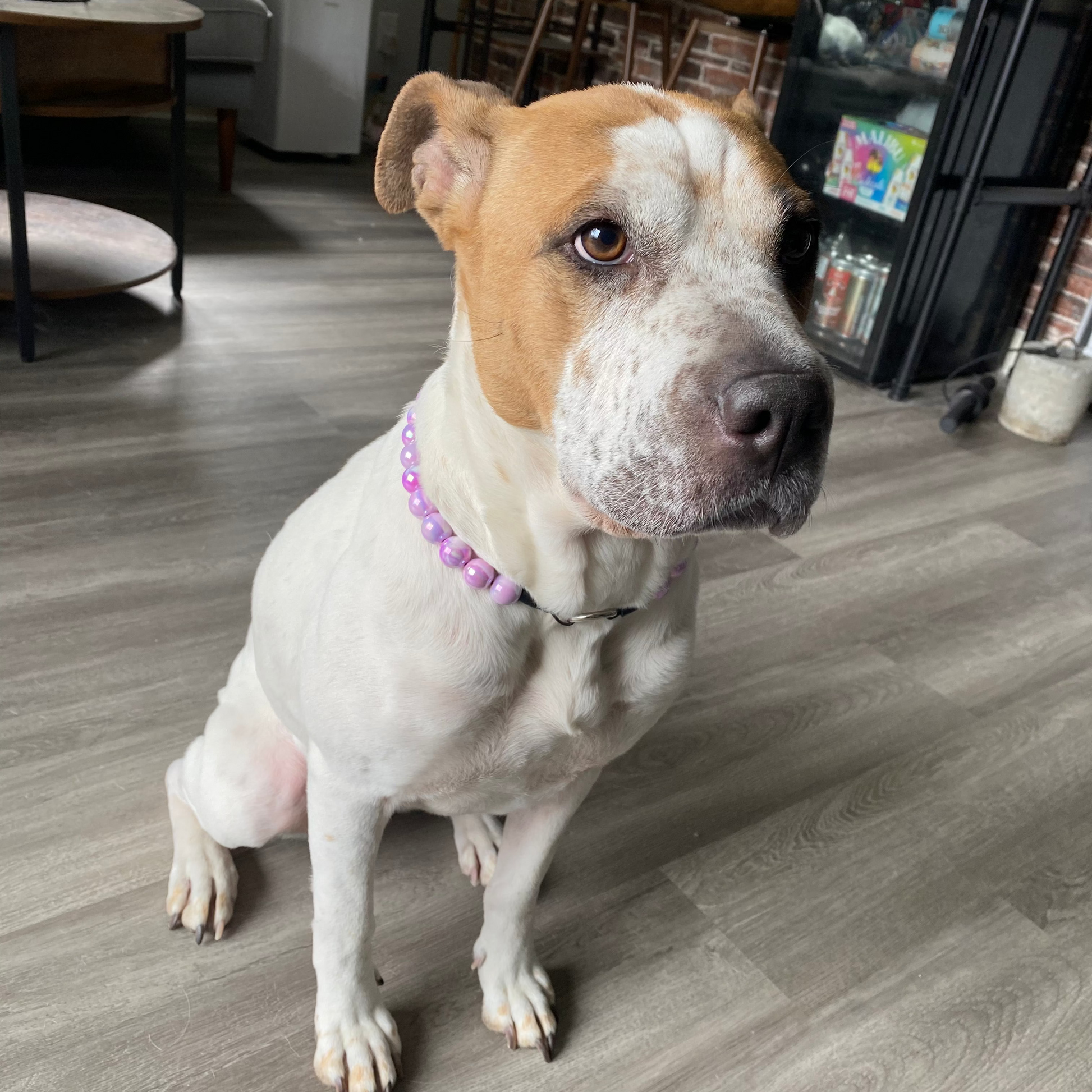 Large White and Tan Dog wearing the Zara beaded Pet Collar from the POPNCO Candy Shop Collection 