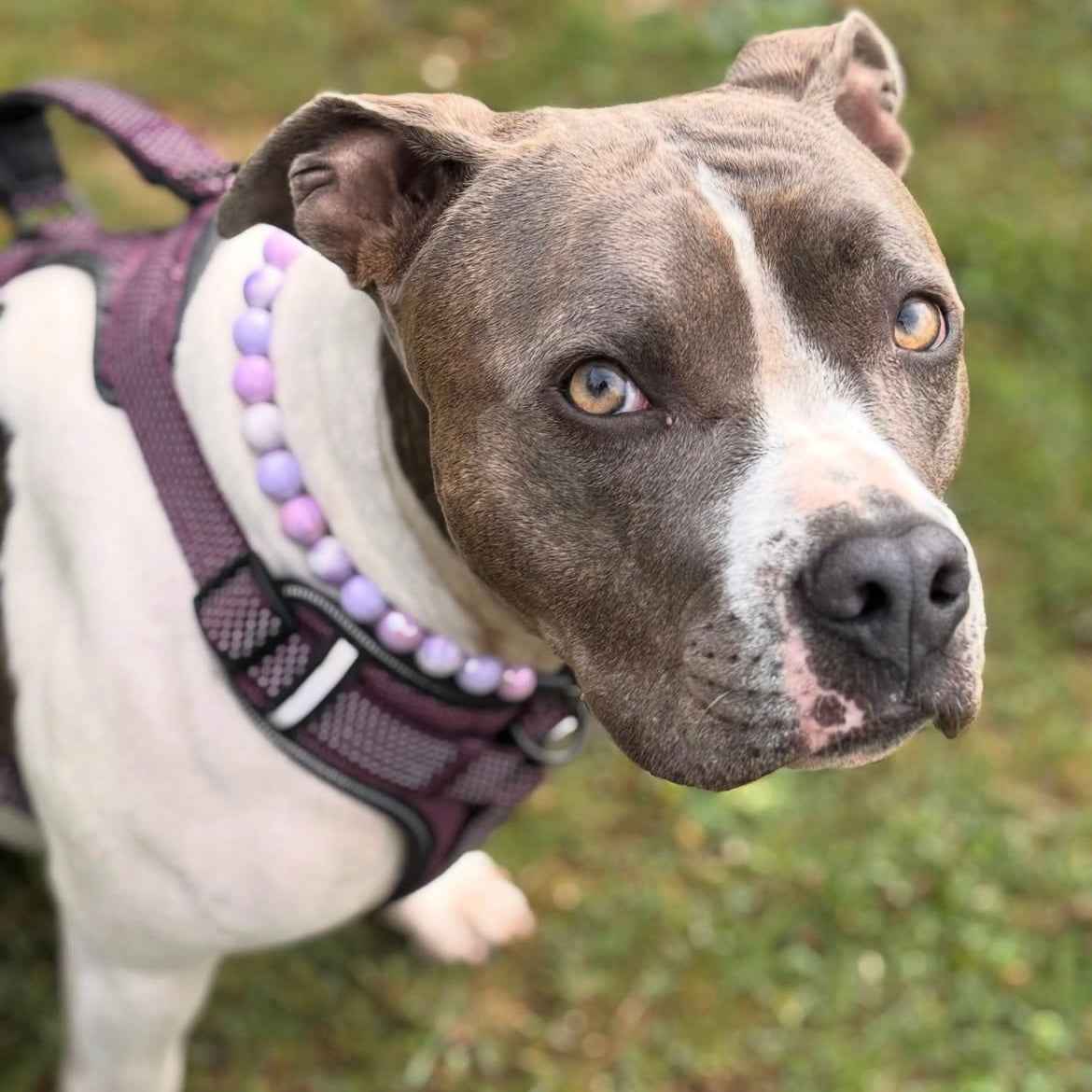 POPNCO Zilly Beaded pet Collar. Greyish White Pitbull Dog wearing a the Iridescent Zilly Beaded Pet Collar from the Candy Collection from POPNCO Beaded Pet Collars