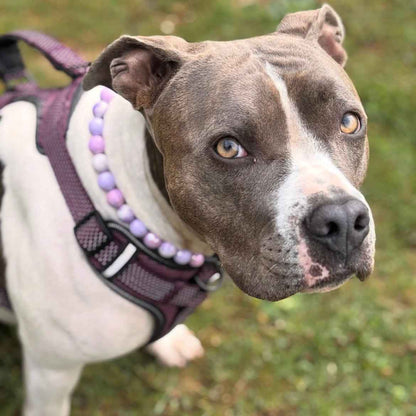 POPNCO Zilly Beaded pet Collar. Greyish White Pitbull Dog wearing a the Iridescent Zilly Beaded Pet Collar from the Candy Collection from POPNCO Beaded Pet Collars