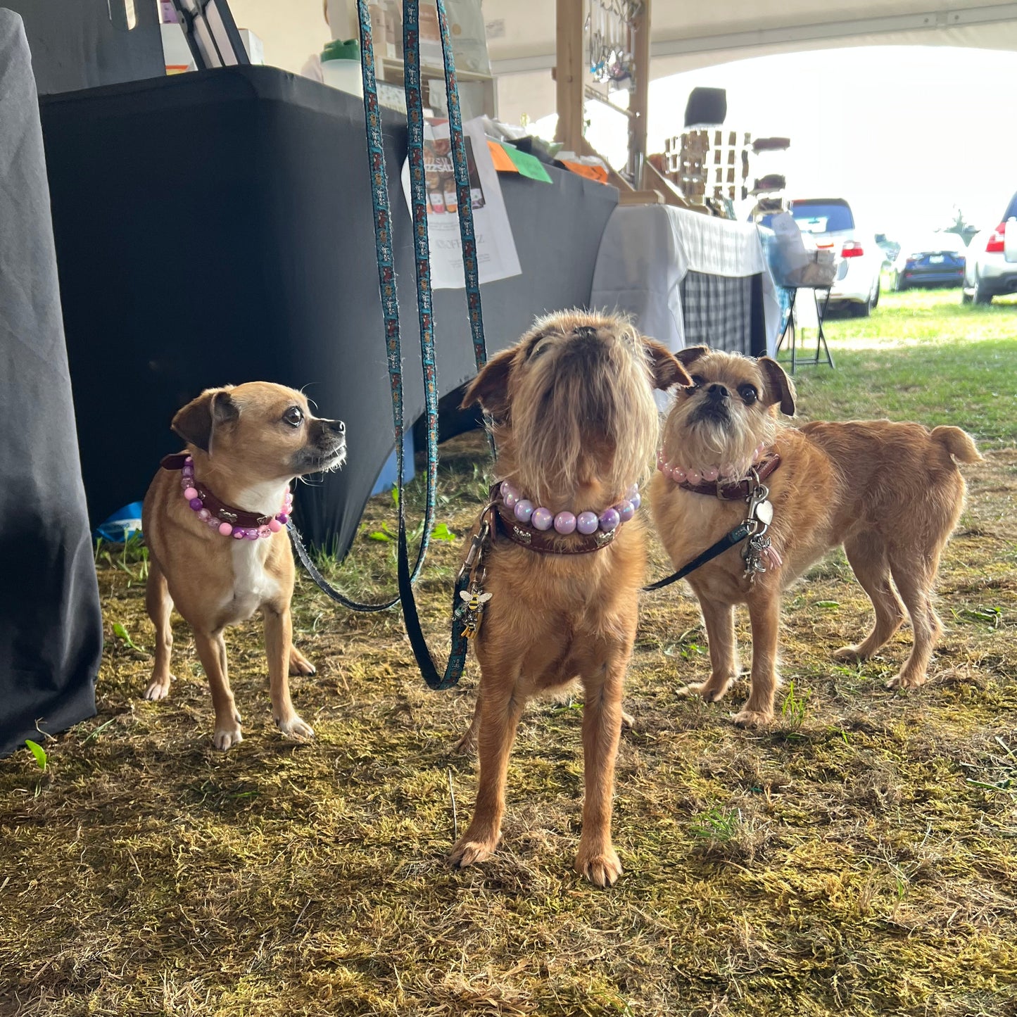 Three dogs on a glass table with a natural background POPNCO beaded collar, Beaded dog collar, Breathable dog collar, Comfortable Dog Collar, dog collar, Durable dog collar, Easy to clean dog collar, fashion collar, handmade, Pet accessories, pet collar, Slip on dog collar