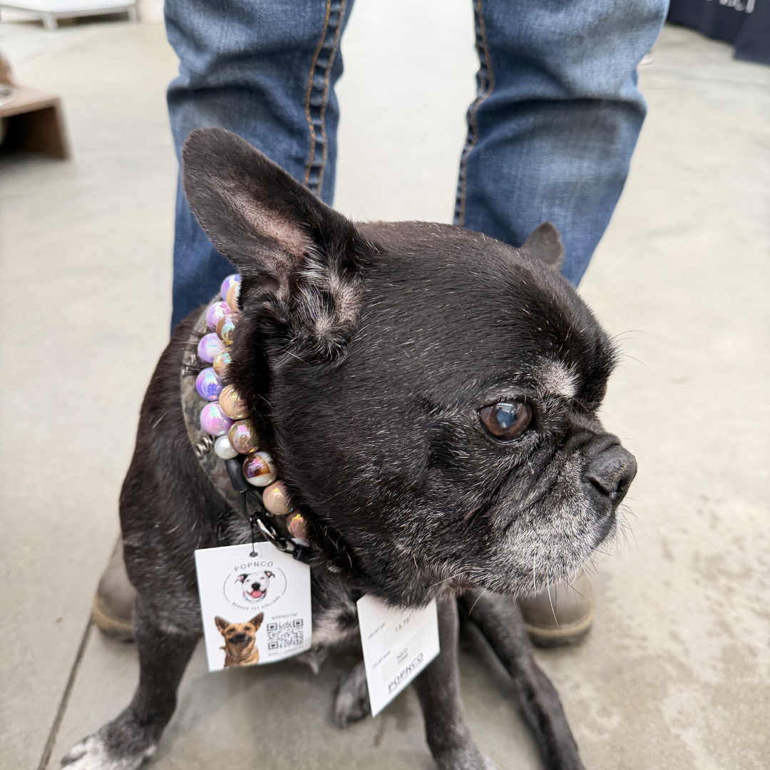 Black dog wearing a colorful collar with tags on a concrete floor. POPNCO beaded collar, Beaded dog collar, Breathable dog collar, cat collar, Comfortable Dog Collar, dog collar, Durable dog collar, Easy to clean dog collar, fashion collar, handmade, Pet accessories, pet collar, Popnco dog collar, slip on collar, Slip on dog collar