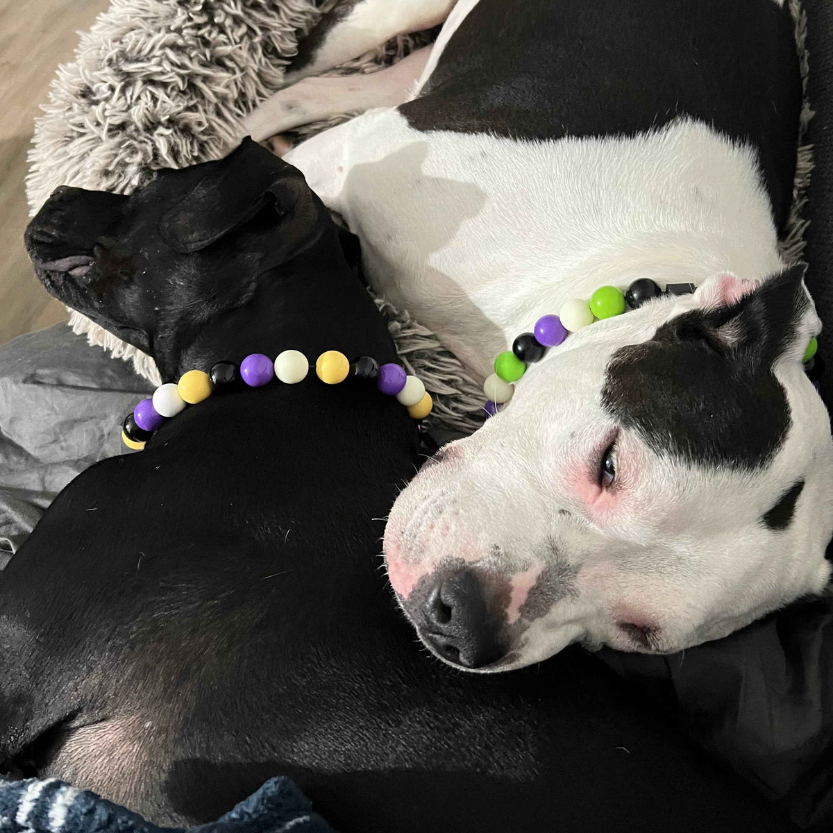 POPNCO Zombie Beaded Pet Collar from the Spooky Collection featuring alternating Black, White, Green and Purple acrylic beads.