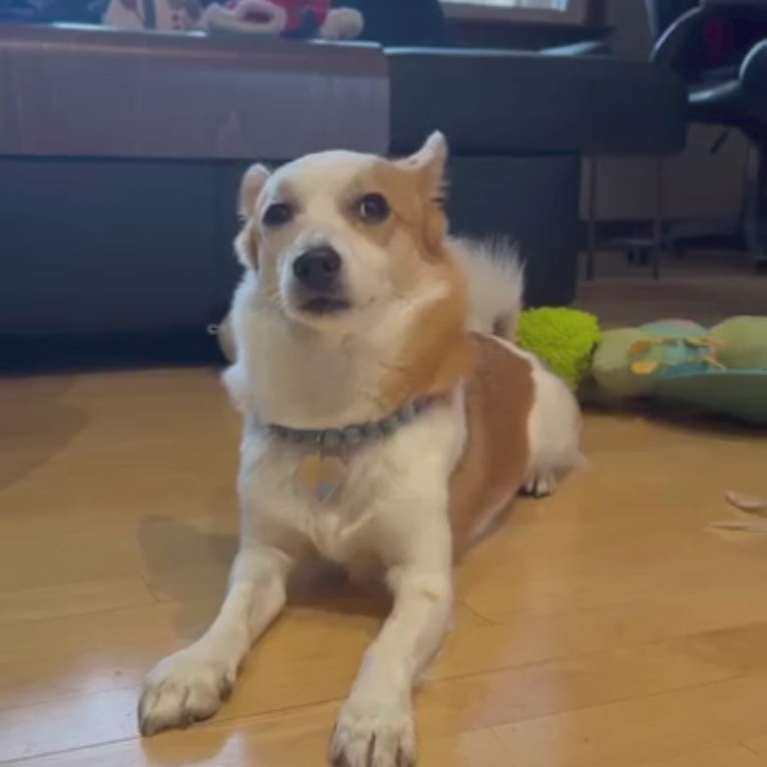 Video of white and tan dog wearing the blue 12mm galaxy collection gwen beaded pet collar 