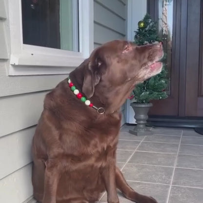 Video of brown lab sitting wearing Red White and Green Beaded Pet Collar Mistletoe from the POPNCO Winter Collection 