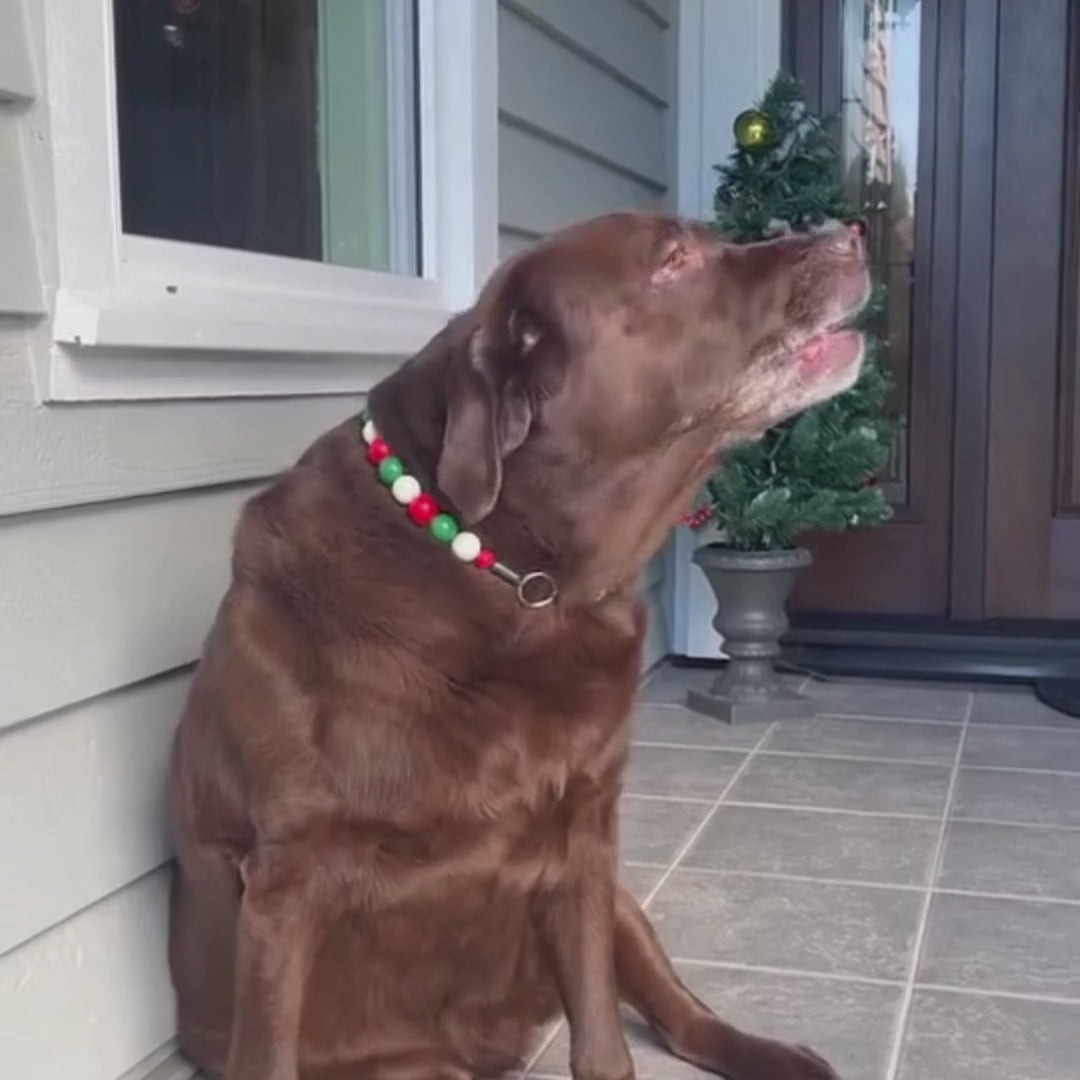 Video of brown lab sitting wearing Red White and Green Beaded Pet Collar Mistletoe from the POPNCO Winter Collection 