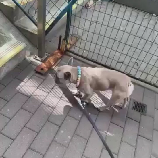 Video of Stormi the Frenchie walking up stairs on leash while wearing the Pastel Rainbow Beaded pet Collar 