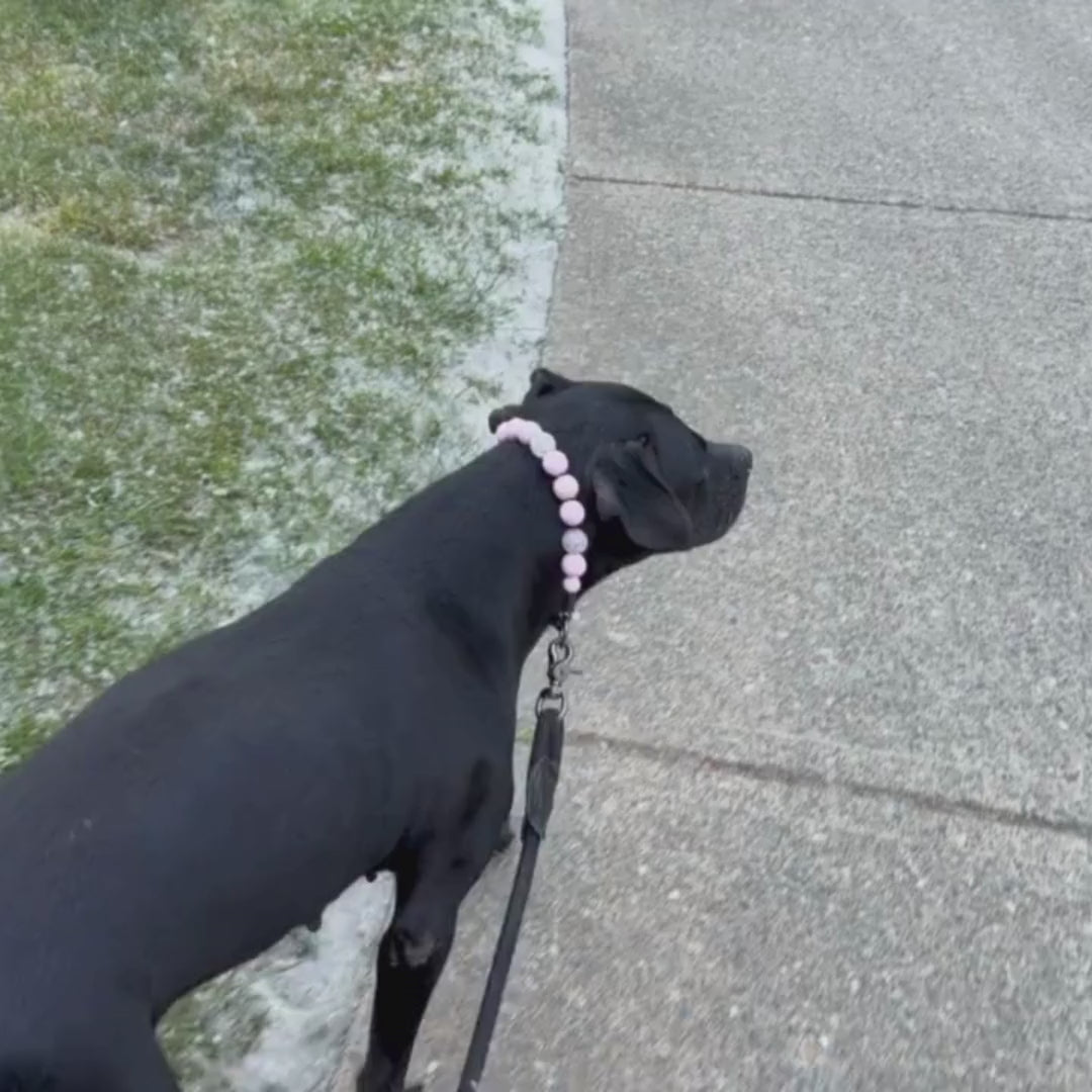 POPNCO Pink Sugar beaded Pet Collar 20mm Video featuring Kobe the black Pitbull