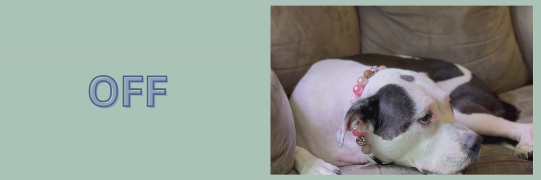 Video of how to take a POPNCO beaded Pet Collar off with Model Poppy and Collar Shania