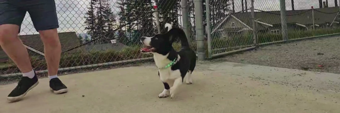 Video of a dog named Keaton the Corgi running and playing in a courtyard wearing the Everette beaded pet collar from POPNCO