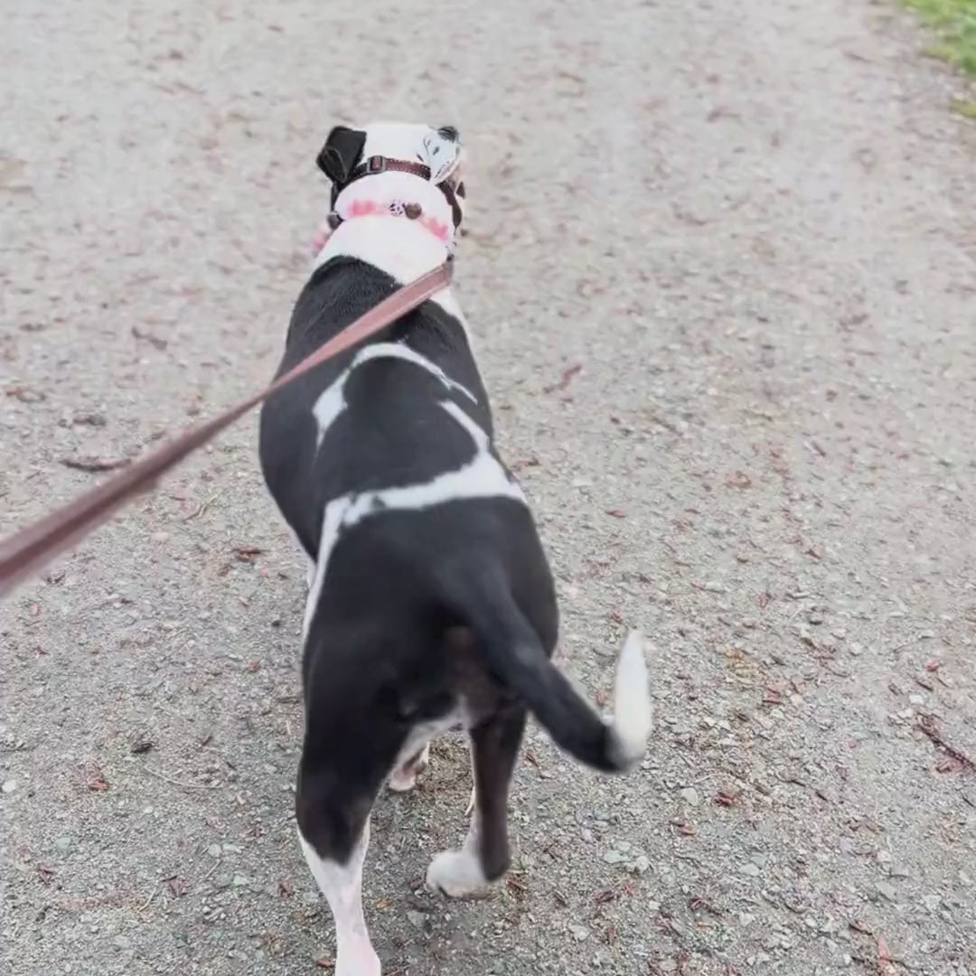 Poppy the  Dog walking and wearing the Shania Beaded pet Collar from POPNCO. 