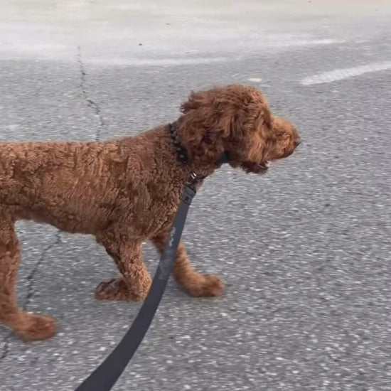 Video of Hank the Doodle wearing the Betty Beaded Pet Collar from the Classic Collection from POPNCO Beaded Pet Collars