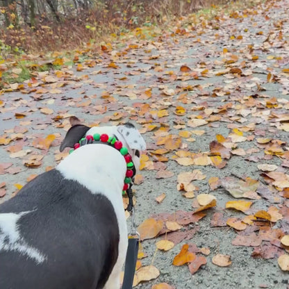 Video of a Black and White dog walking on a leaf filled path wearing alternating green belt beads with Red and Green acrylic and resin beads from the Holiday winter Collection Beaded pet collars called Elf on a Shelf 