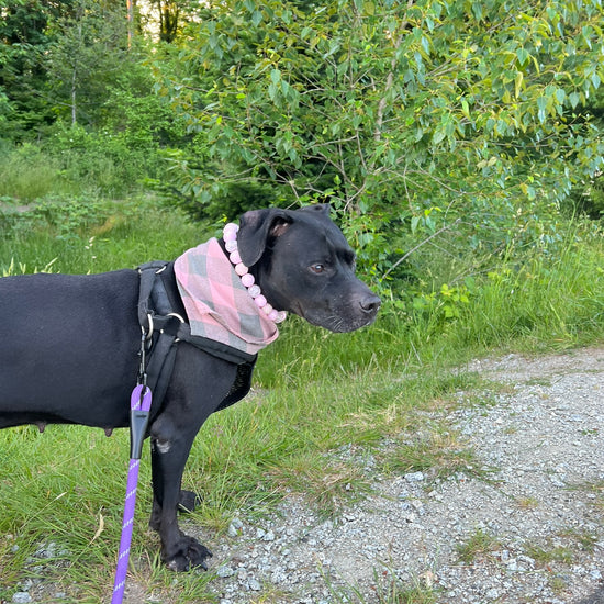 Video of Kobe the black Pitbull wearing a POPNCO Beaded Pet Collar named Pink Sugar.