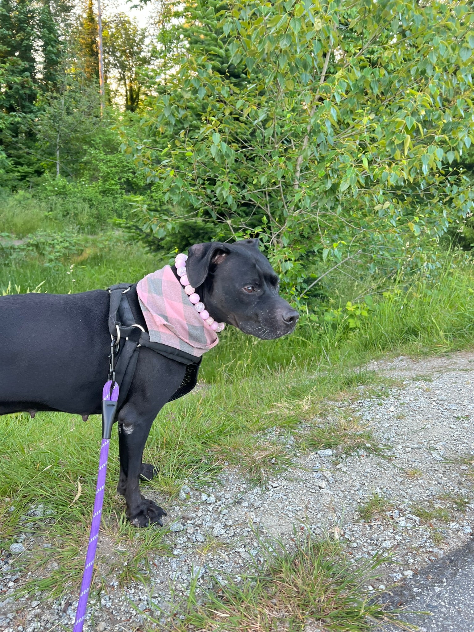 Video of Kobe the black Pitbull wearing a POPNCO Beaded Pet Collar named Pink Sugar.
