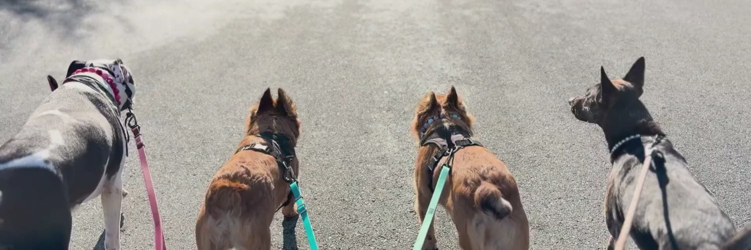 Load video: POPNCO Beaded Pet Collar Models Walking. there are 4 Dogs and ear are wearing a Collar, they have Cupid, Skye, Tillie and Pearl on. 