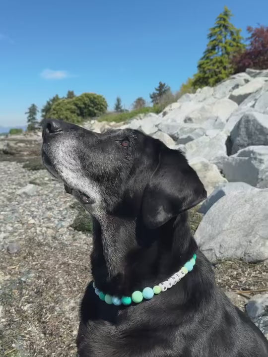 Luna Collar Model Video Ryder 
