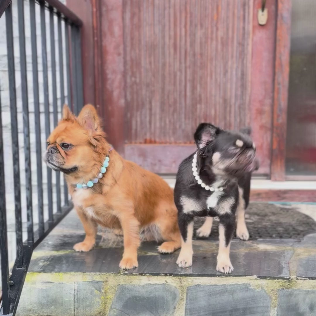 Two Frenchies sitting on stairs wearing POPNCO Beaded pet Collars, The Brown dog is wearing Blue Jeans and the Black Dog is wearing the Pearl. 