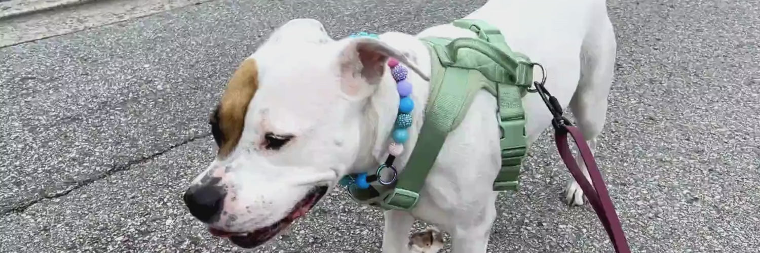 Load video: Stella the Pitbull walking wearing Lennon Beaded Pet Collar from POPNCO