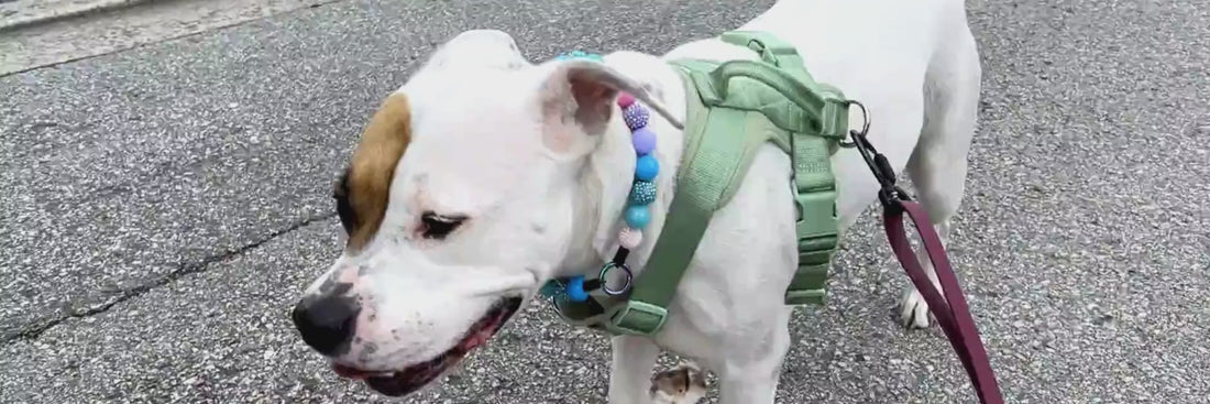Stella the Pitbull walking wearing Lennon Beaded Pet Collar from POPNCO