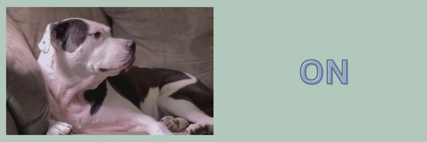Load video: Video of how to put on a POPNCO beaded pet collar with model Poppy and Collar Shania 