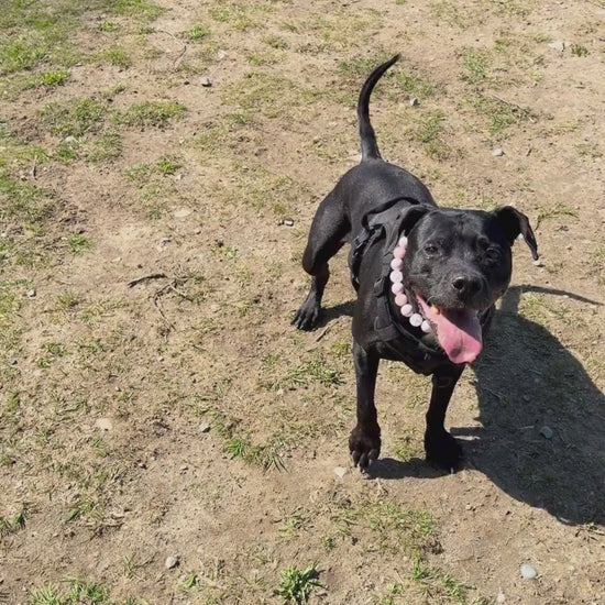 Kobe a black pitbull wearing Pink Sugar and Ned stacked beaded dog collars by POPNCO handcrafted in BC Canada
