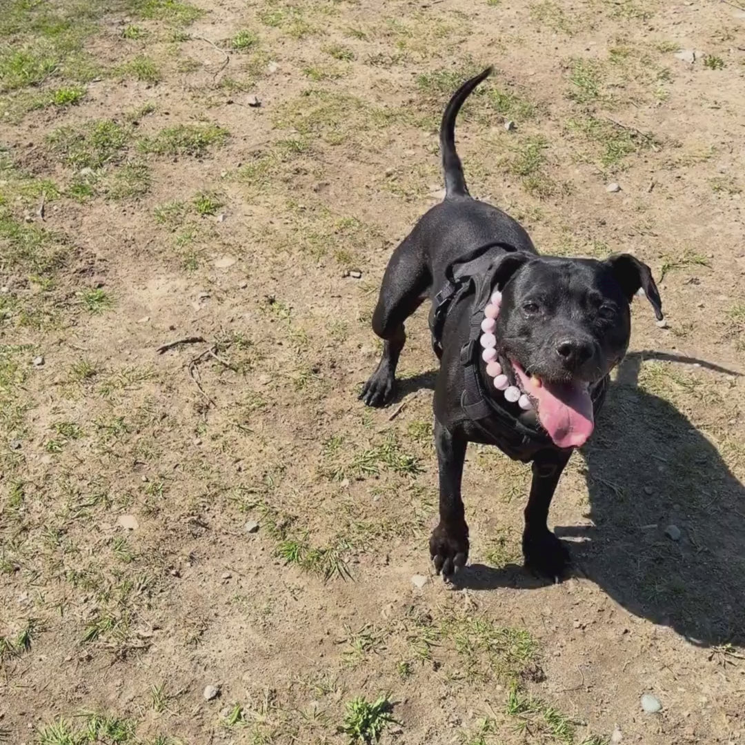 Kobe a black pitbull wearing Pink Sugar and Ned stacked beaded dog collars by POPNCO handcrafted in BC Canada