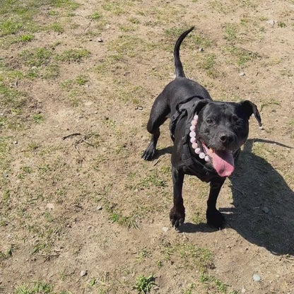 Kobe a black pitbull wearing Pink Sugar and Ned stacked beaded dog collars by POPNCO handcrafted in BC Canada