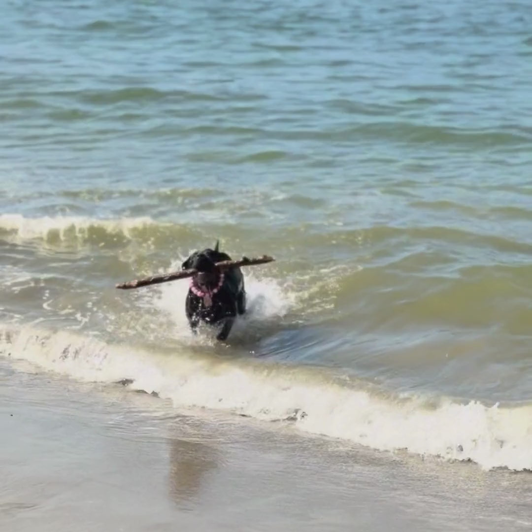 Black dog Kobe running with a stick on the beach and in the water wearing the Pink Sugar Valentines Collection beaded dog collar handcrafted in BC by POPNCO