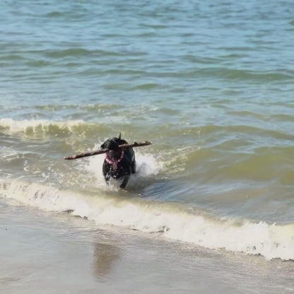 Black dog Kobe running with a stick on the beach and in the water wearing the Pink Sugar Valentines Collection beaded dog collar handcrafted in BC by POPNCO
