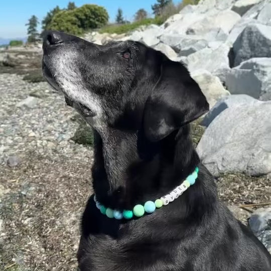Luna Beaded Pet Collar on Black dog sitting on the beach 
