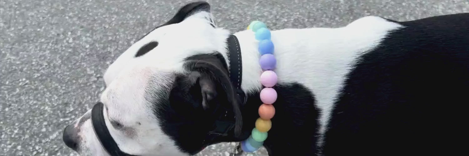 Load video: Black and White Dog Poppy walking wearing the Pastel Rainbow 20mm Beaded Pet Collar from POPNCO 