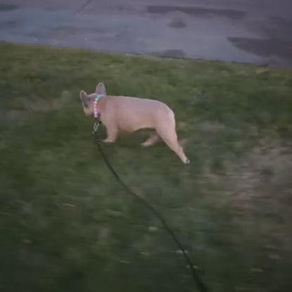 Video of Stormi the Frenchie walking on leash while wearing the Pastel Rainbow Beaded pet Collar 