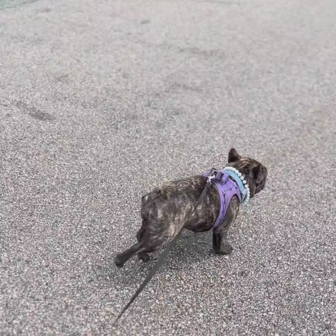 Brindle Frenchie wearing the pearl beaded pet collar from POPNCO. 