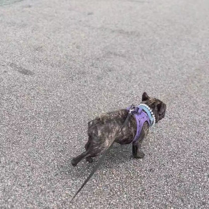 Brindle Frenchie wearing the pearl beaded pet collar from POPNCO. 